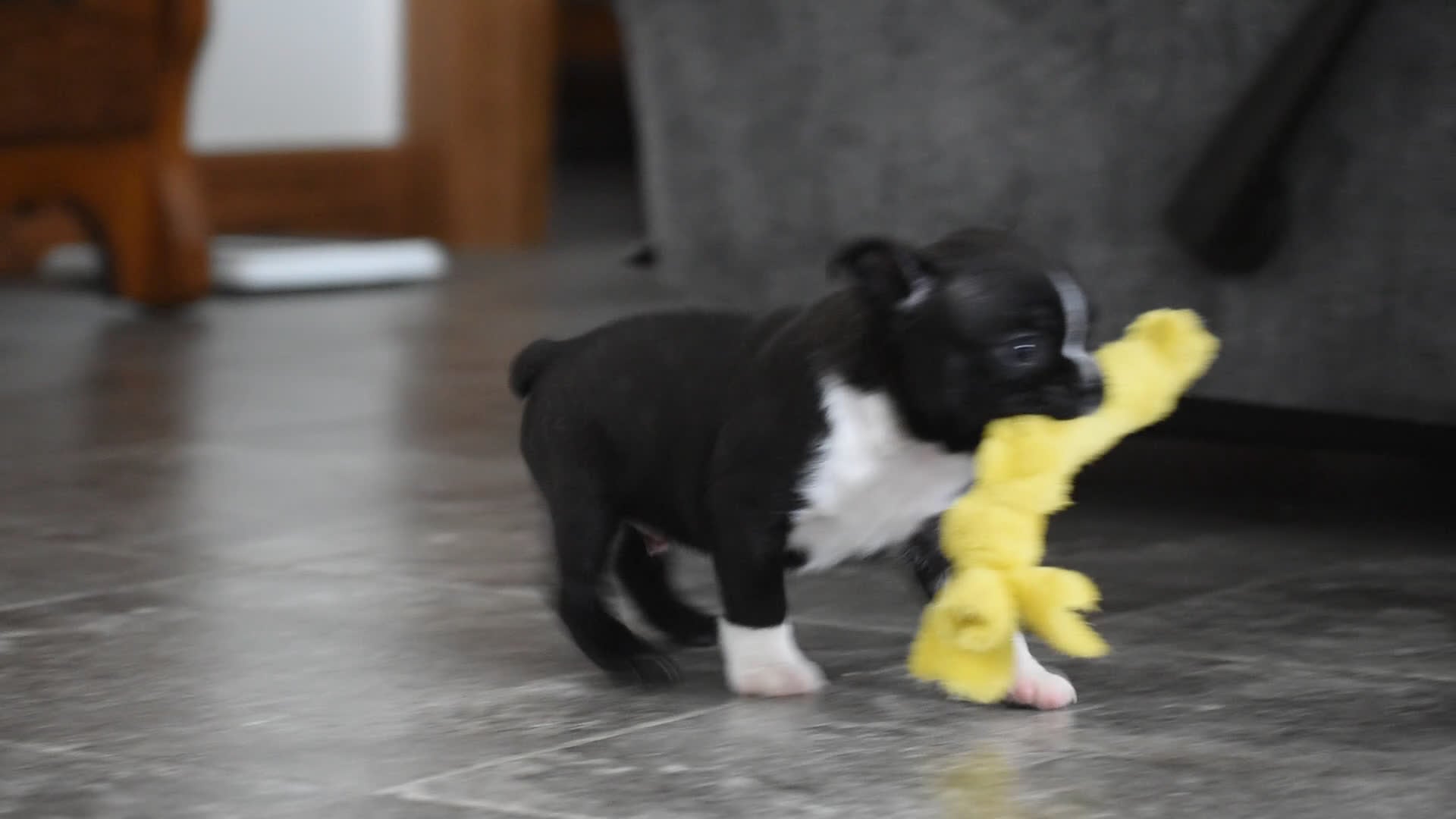 Boston Terrier dogs for sale: Joker - Video 2