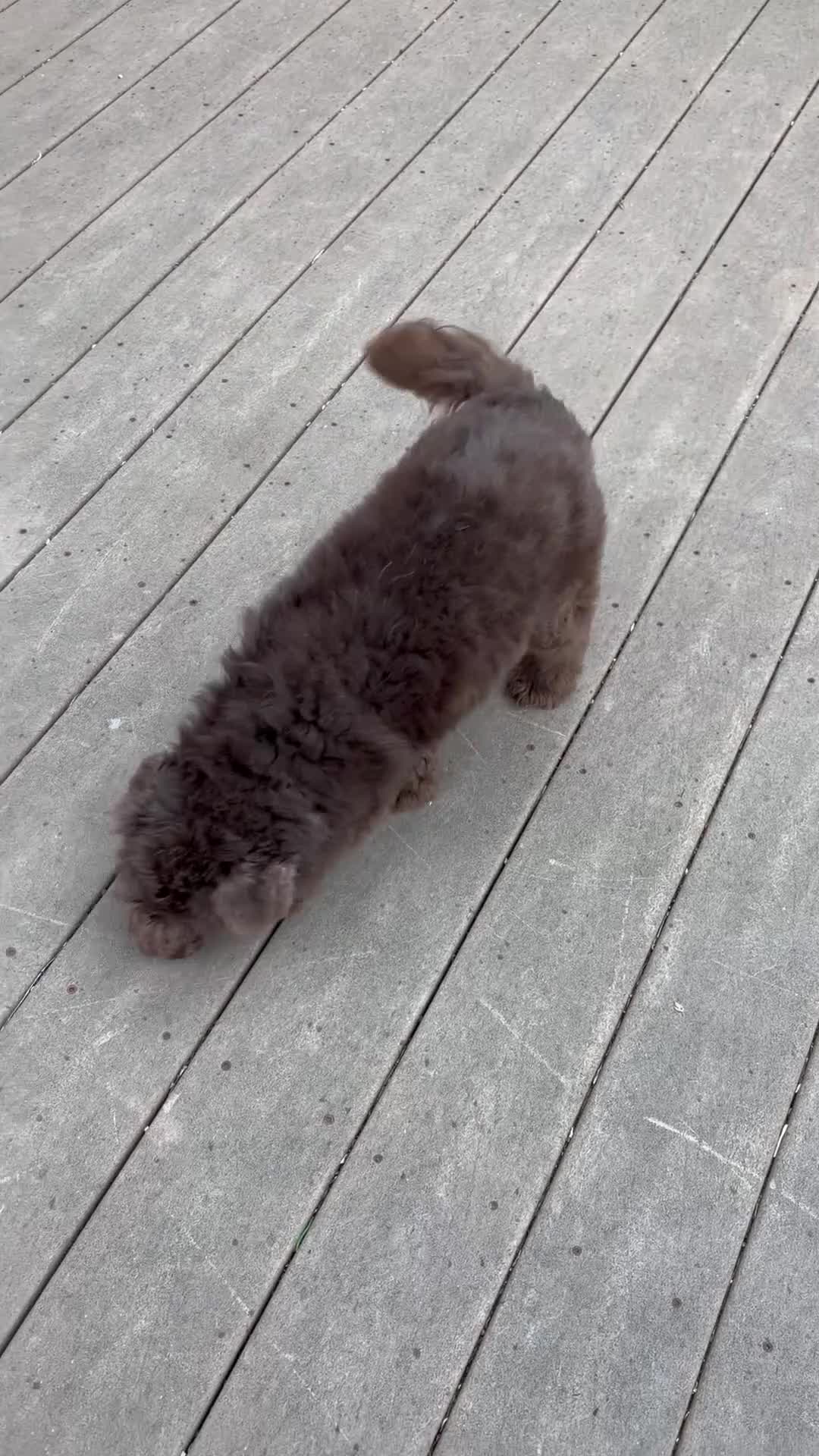 Mini Bernedoodle dogs for sale: 💗IN BOSTON MASSACHUSETTS AREA💗TINY CHOCOLATE DOODLE GIRL💗 - Video 1