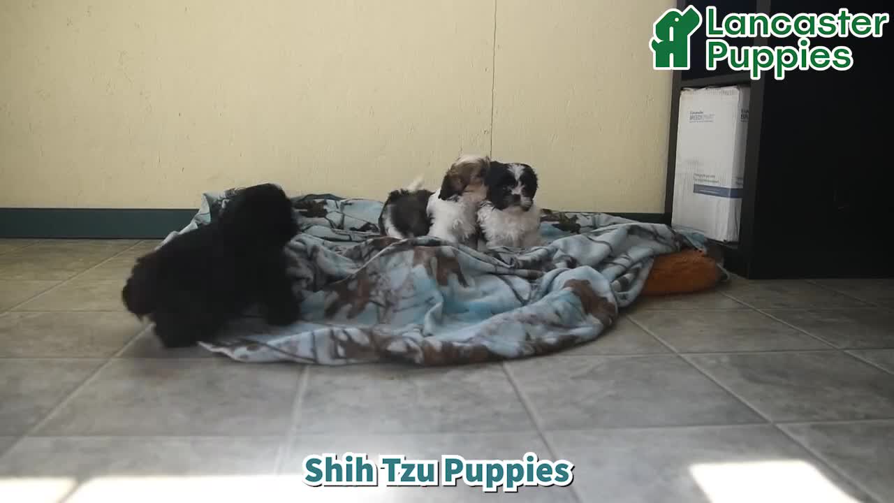 Shih Tzu dogs for sale: Kruz - Video 1