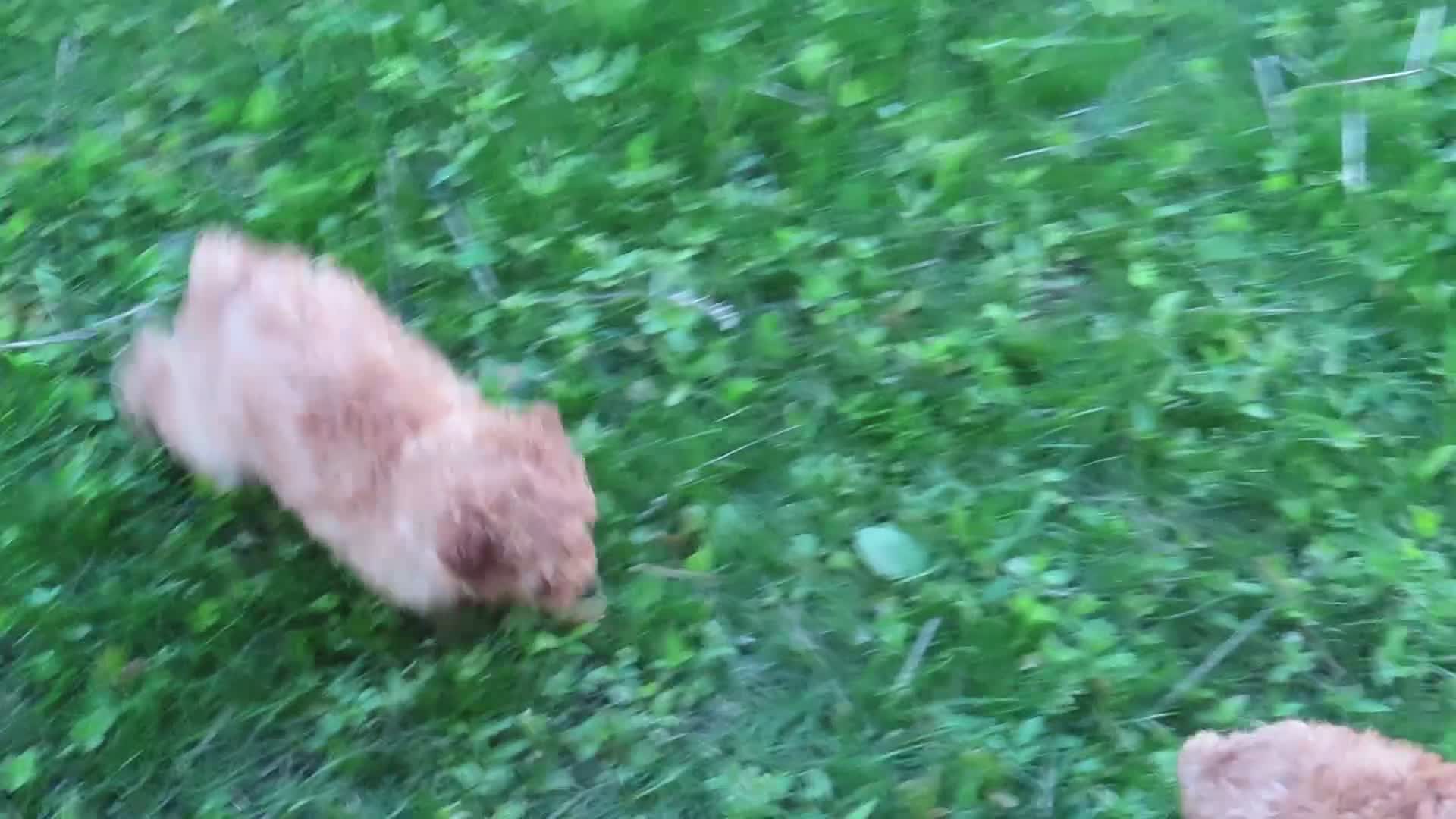 Toy Poodle dogs for sale: Misty - Video 1