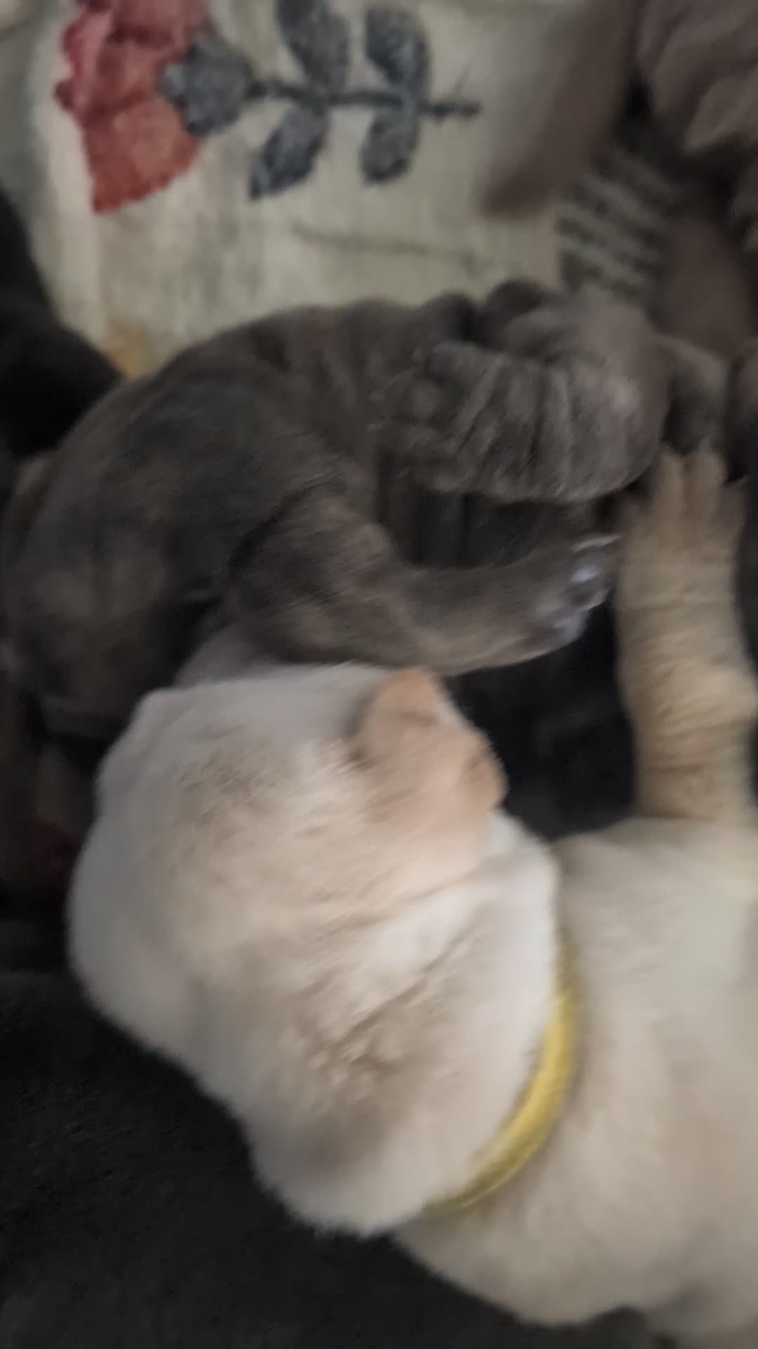 Mixed Breed dogs for sale:  Puppy 2 - Video 3