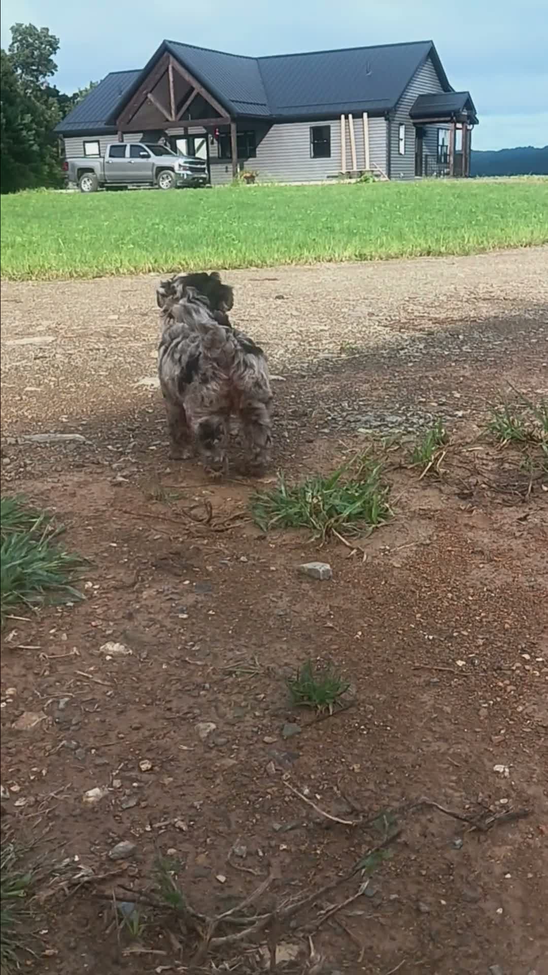 Aussiedoodle dogs for sale: Ace - Video 1