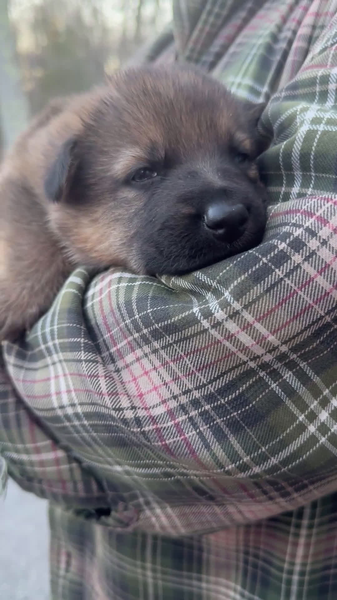 German Shepherd dogs for sale: TRUCUTU  - Video 1