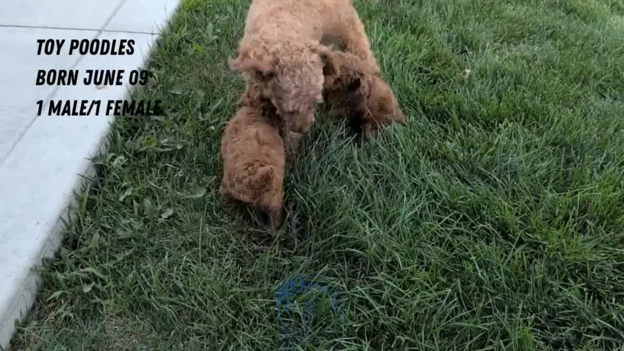Toy Poodle dogs for sale: Zion - Video 3