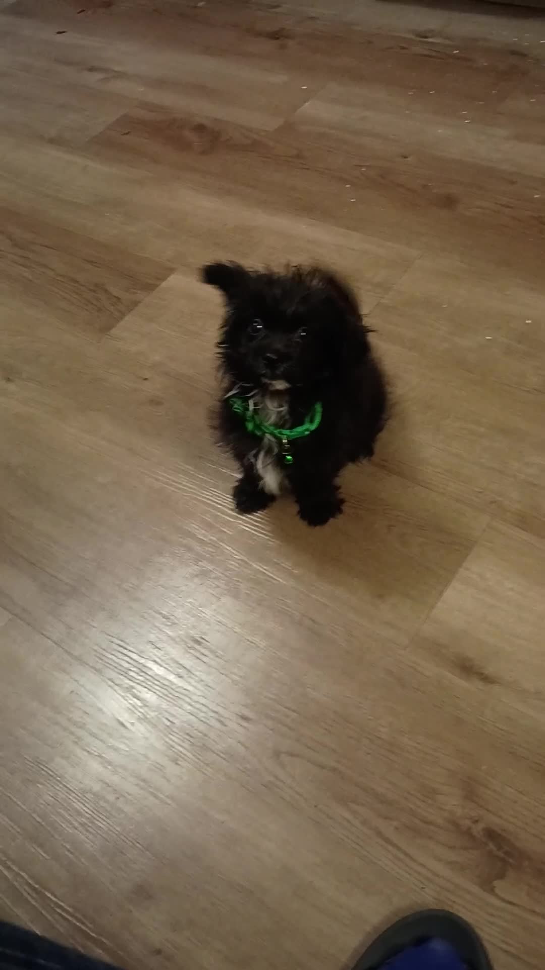 Shih Tzu dogs for sale: Shih Tzu  - Video 1