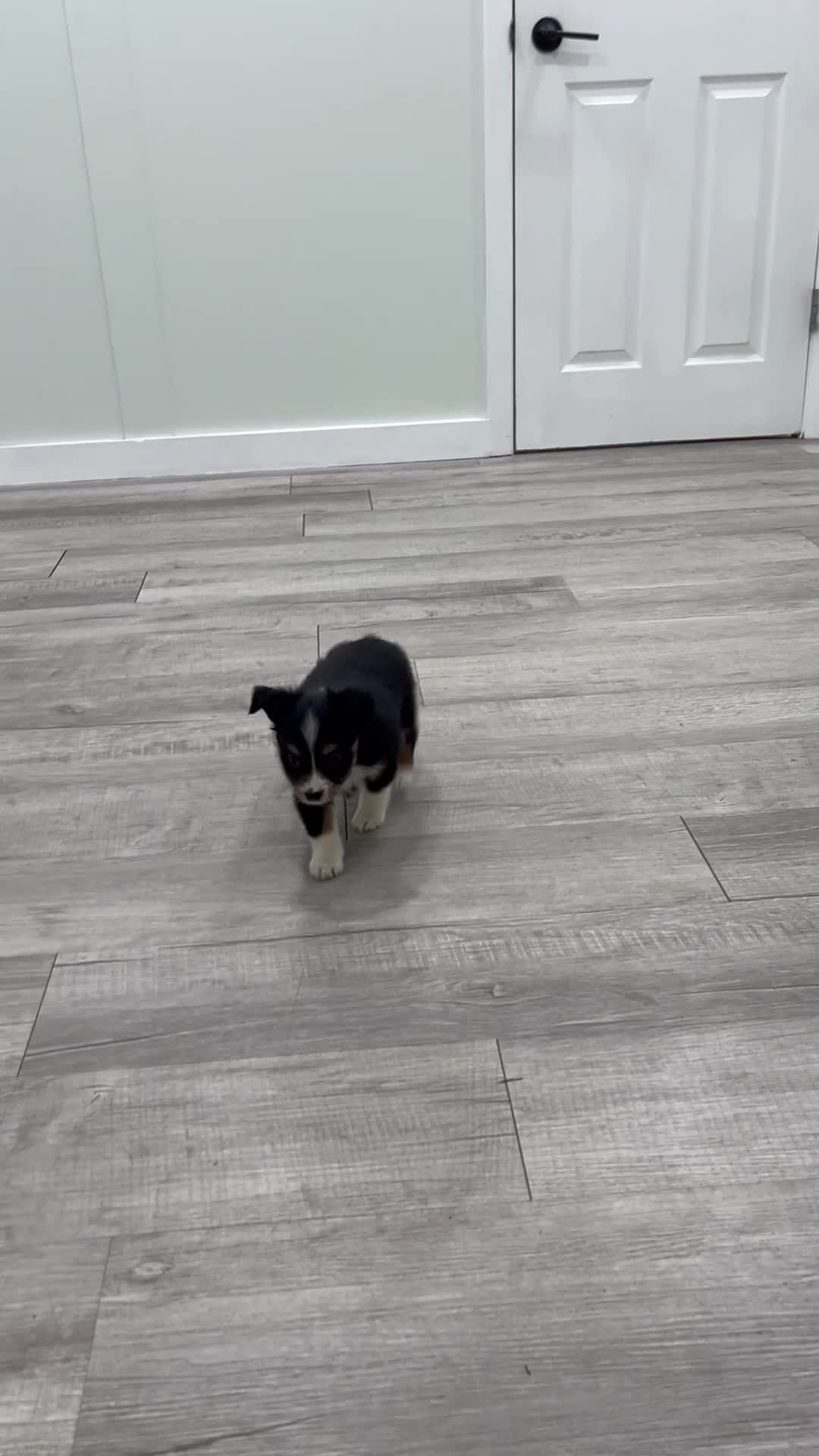 Miniature Australian Shepherd dogs for sale: Pepper - Video 1