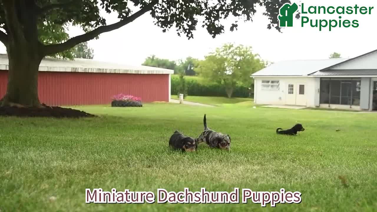 Miniature Dachshund dogs for sale: Aspen - Video 1