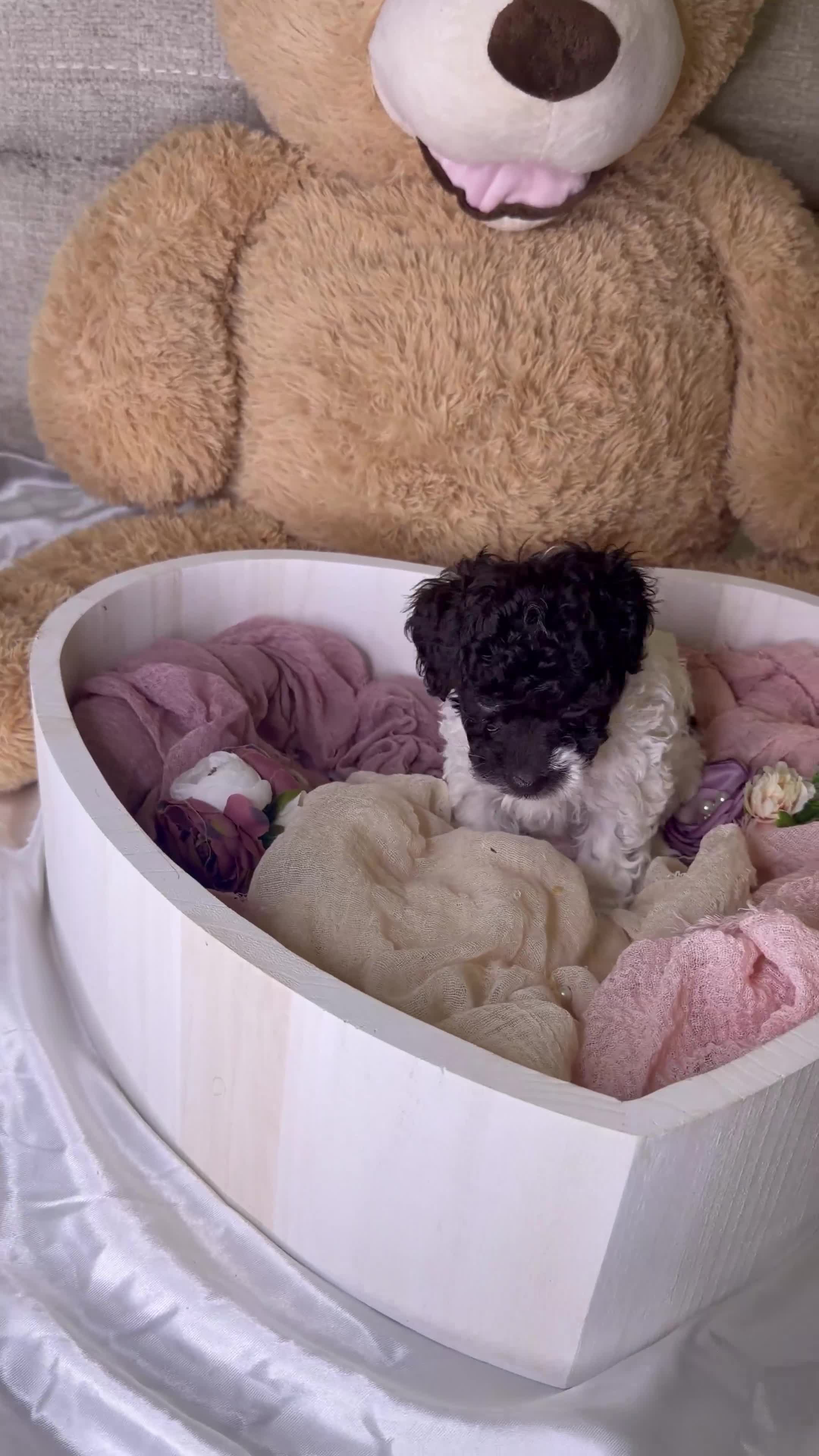 Cockapoo dogs for sale: Khloé - Video 1