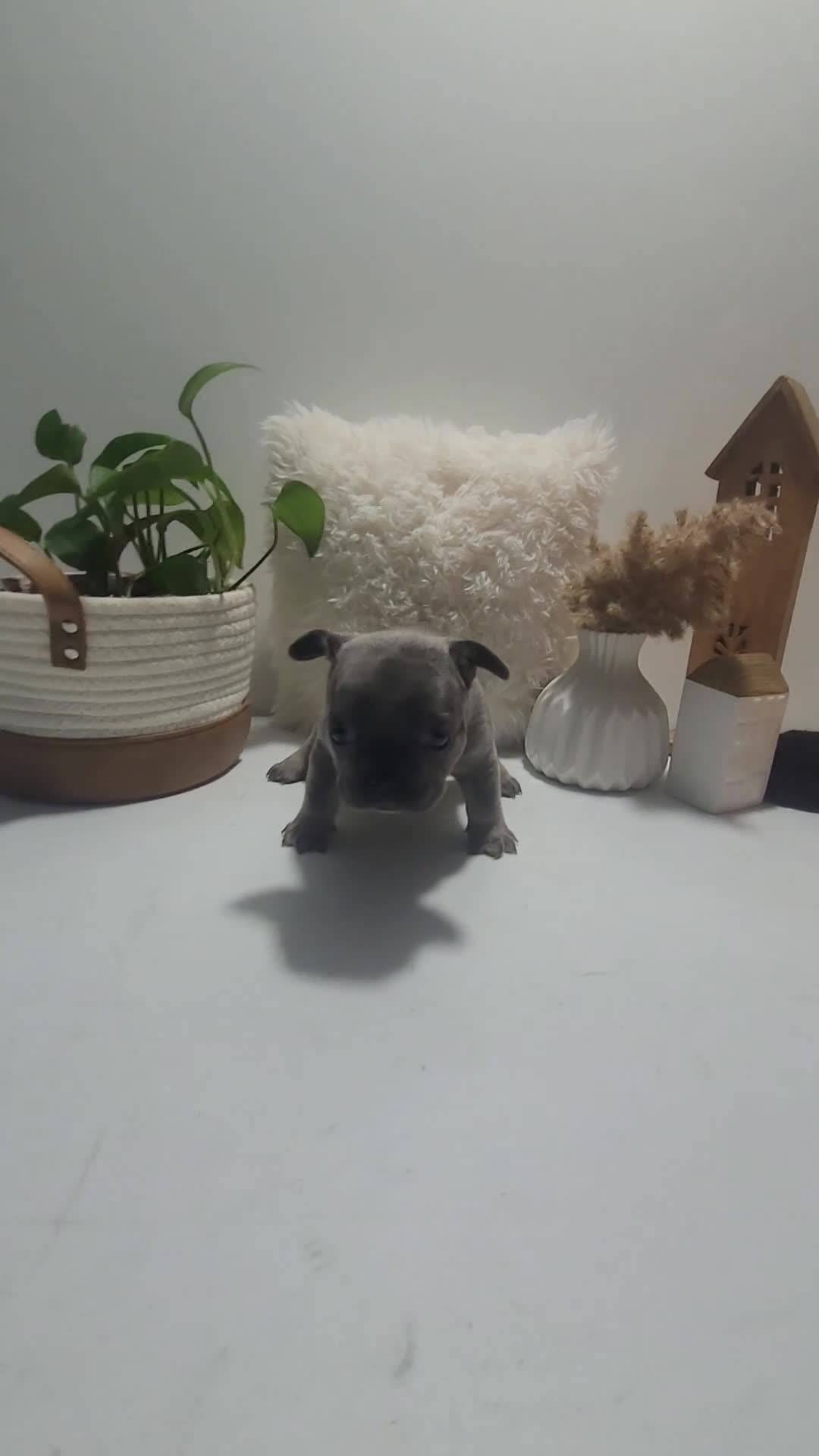 French Bulldog dogs for sale: French Bulldog Puppy 5 - Video 1