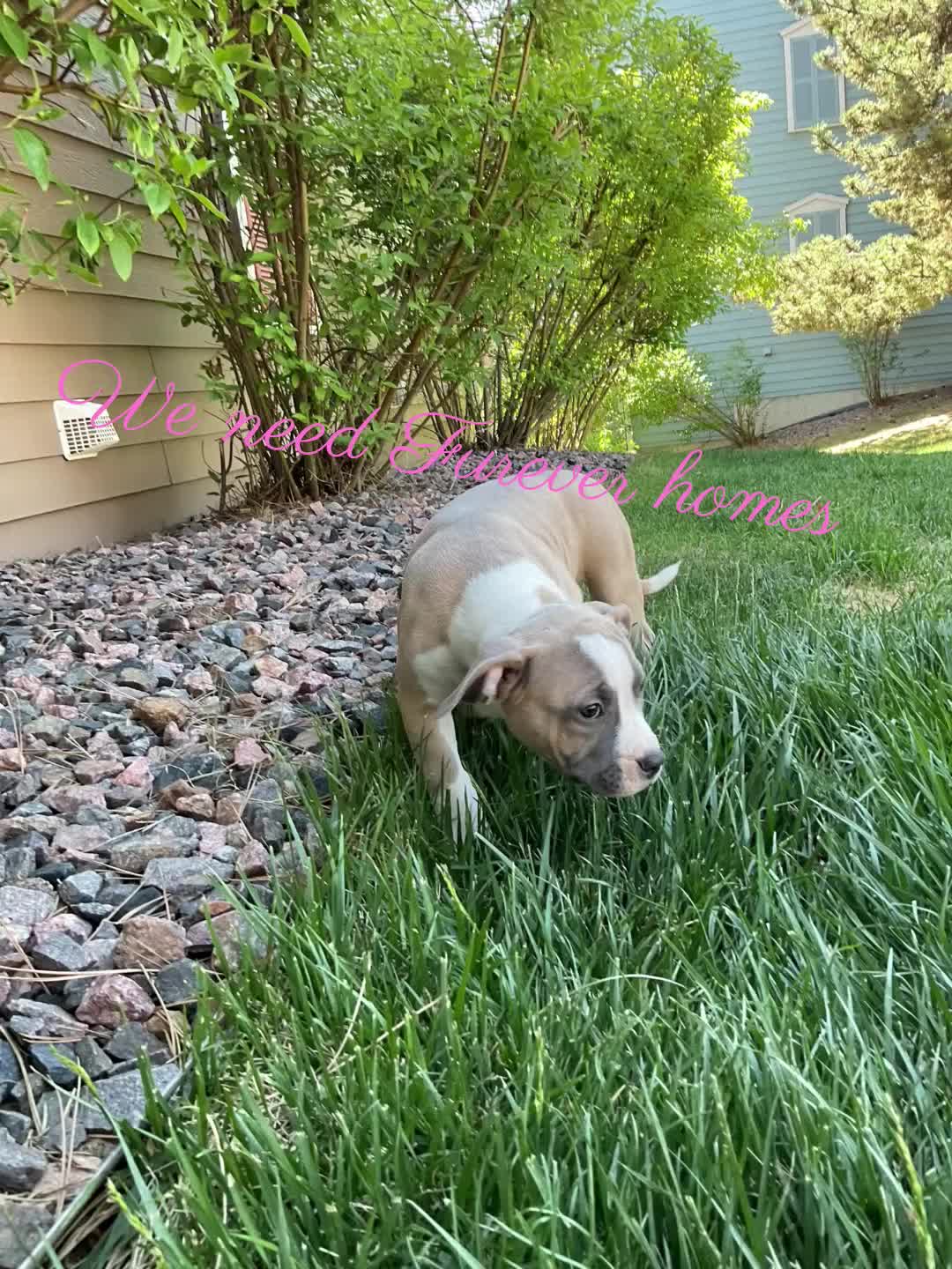 Mixed Breed dogs for sale: Crush - Video 1