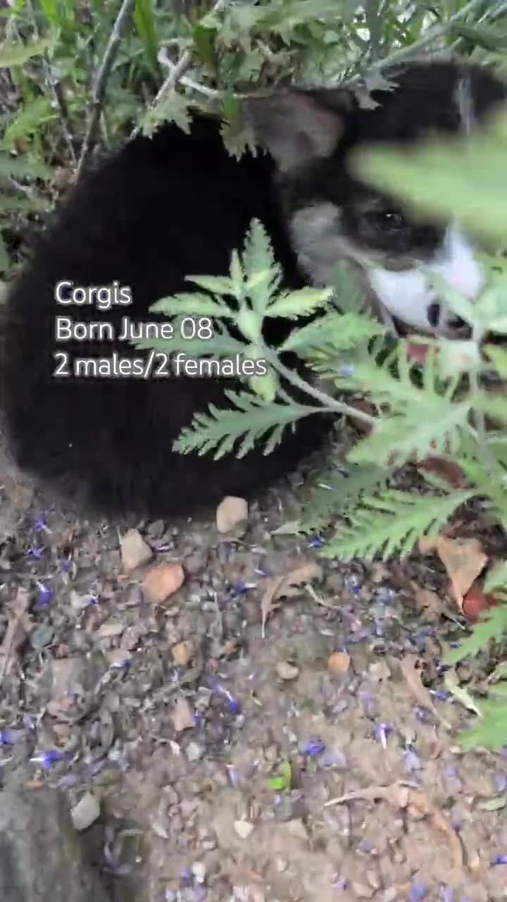 Welsh Corgi Pembroke dogs for sale: Logan - Video 3