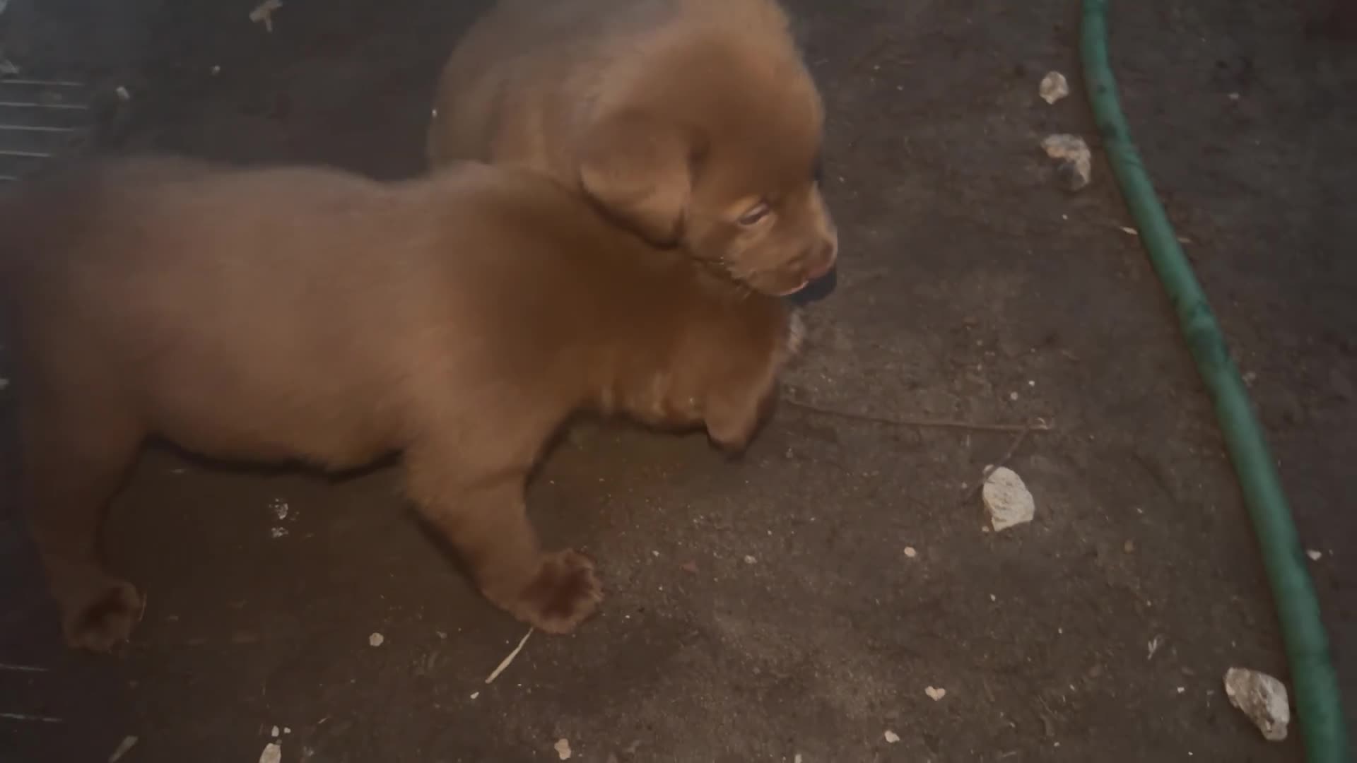 Labrador Retriever dogs for sale: Labrador Retriever 2 - Video 1