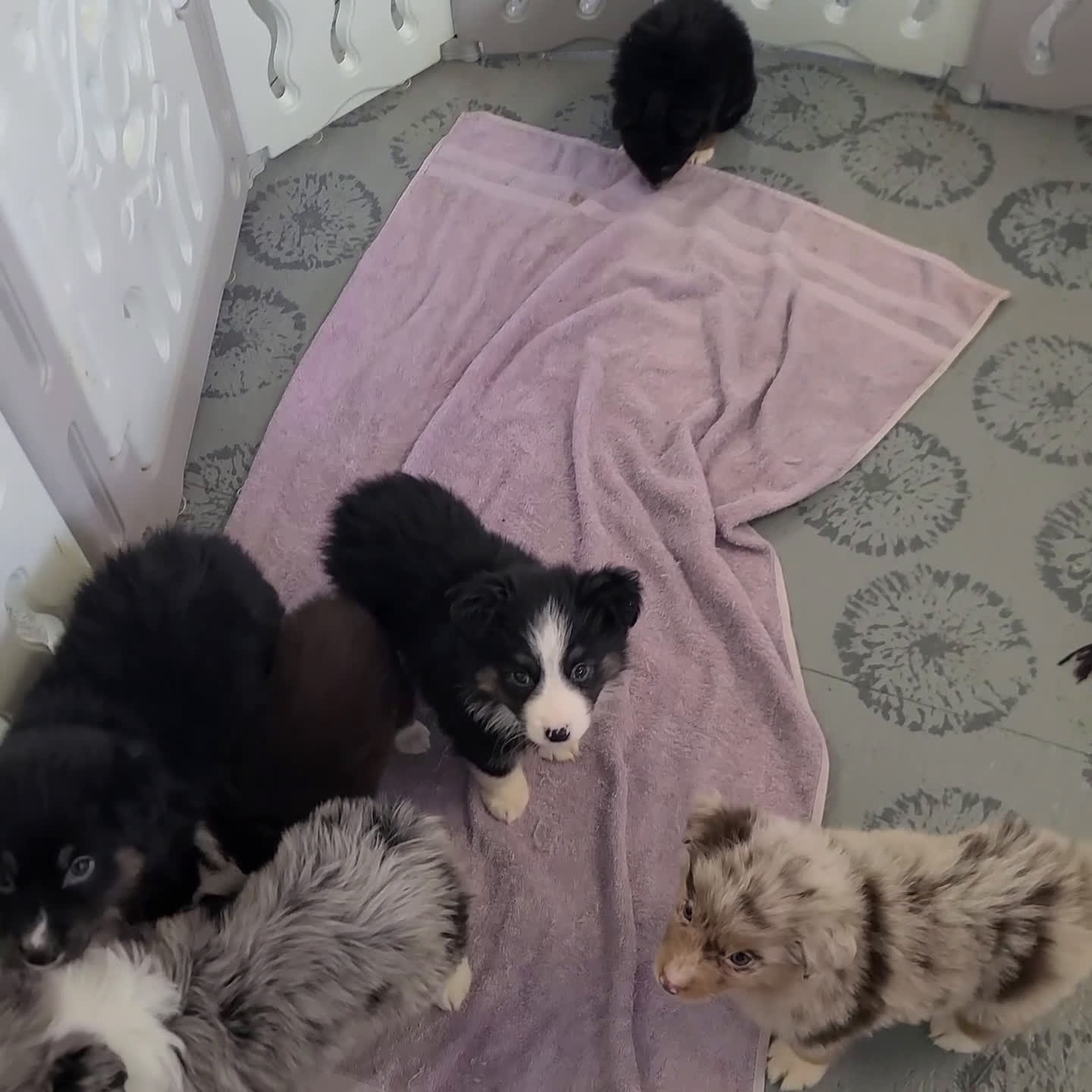 Miniature Australian Shepherd dogs for sale: Lincoln - Video 1