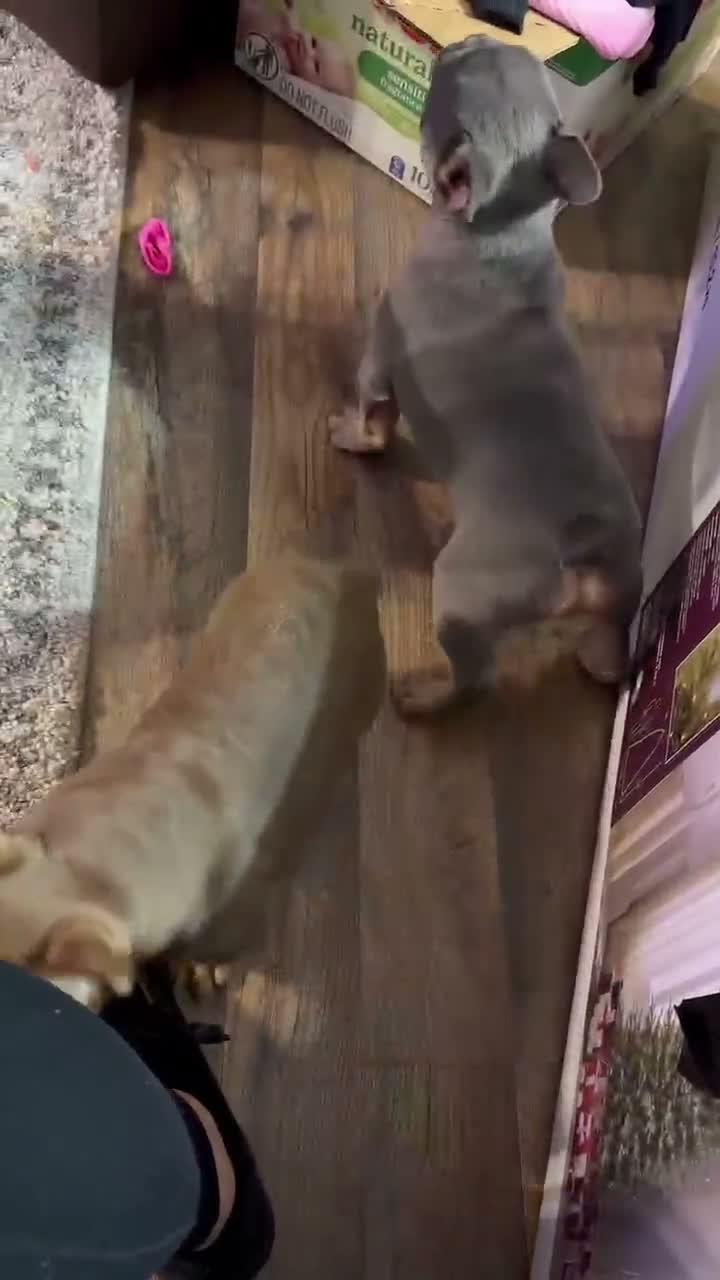 French Bulldog dogs for sale: Pumpkin  - Video 1