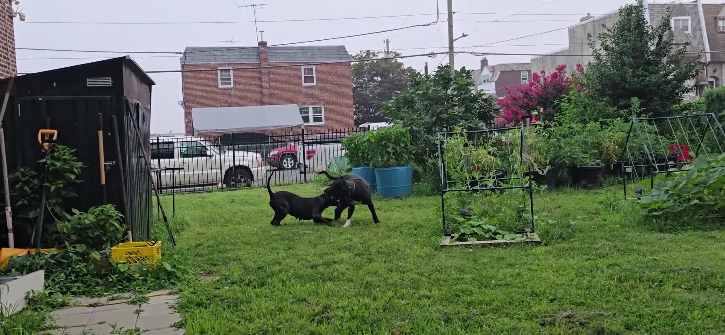 Presa Canario dogs for sale: Mr Black - Video 10