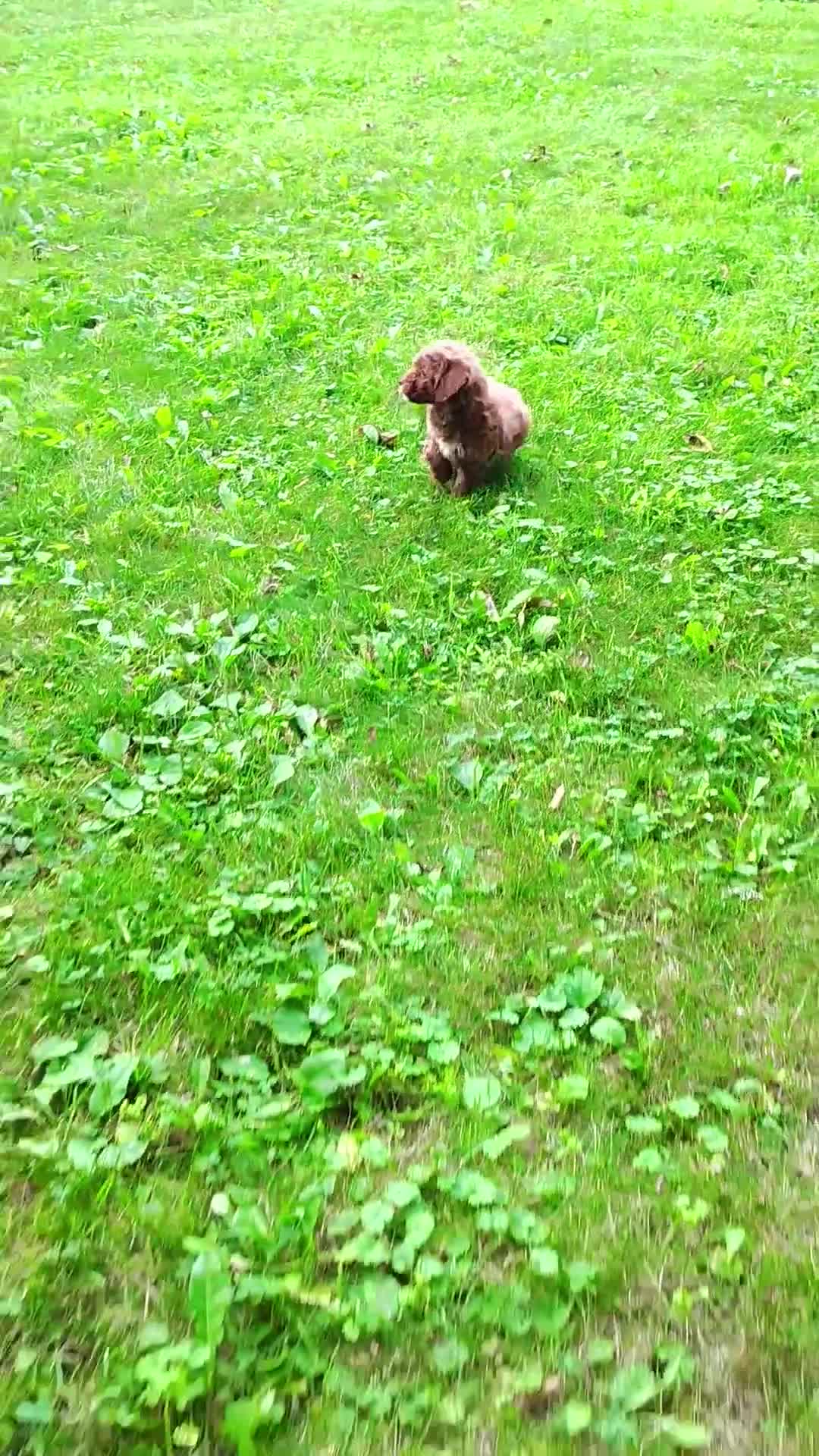 Mini Goldendoodle dogs for sale: Tucker - Video 2