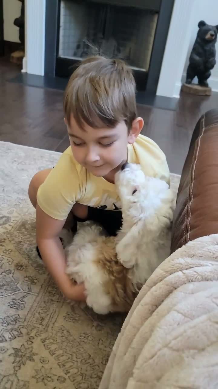 Aussiedoodle dogs for sale: Aussiedoodle 1 - Video 2