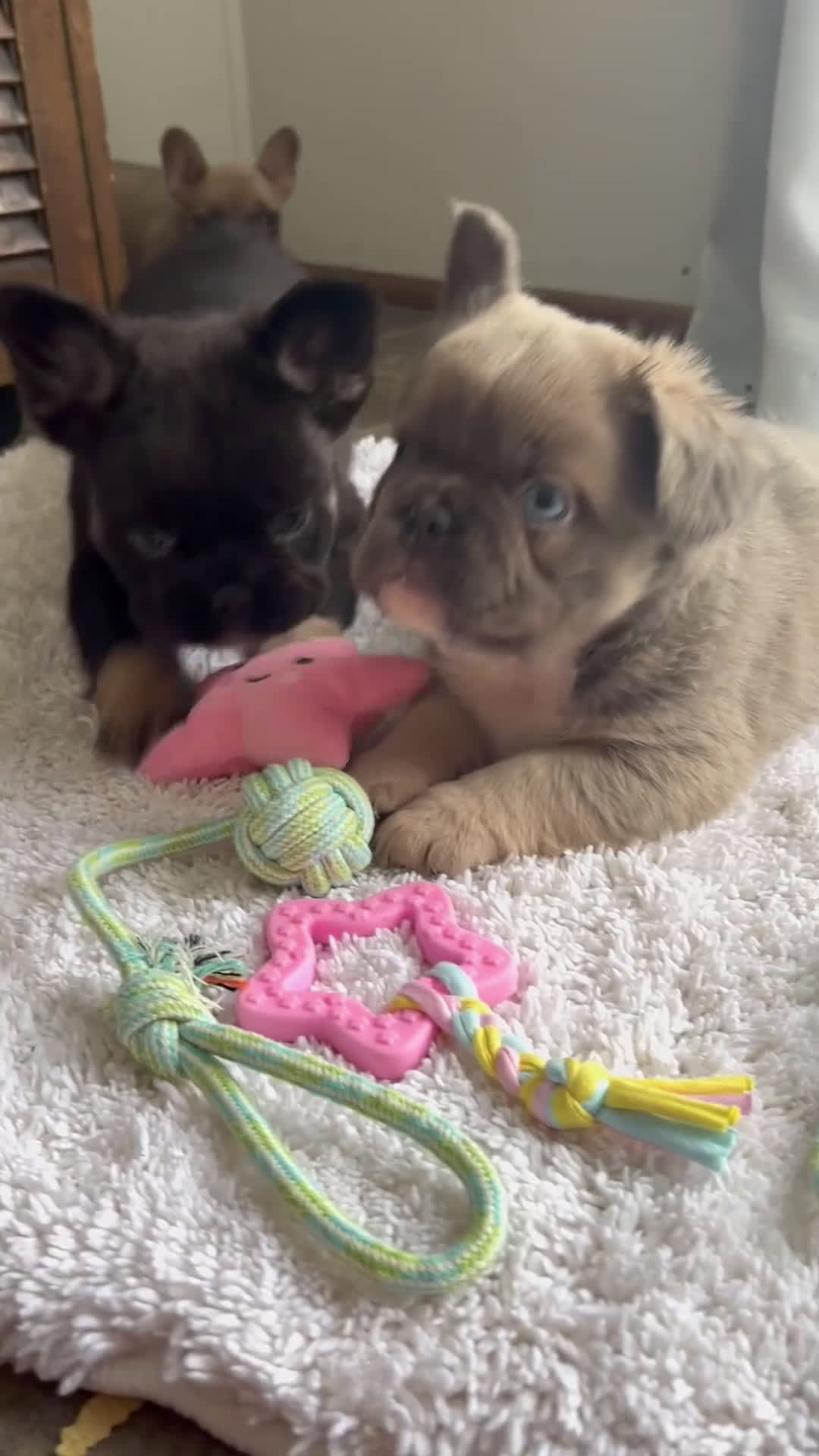 French Bulldog dogs for sale: Duke - Video 1