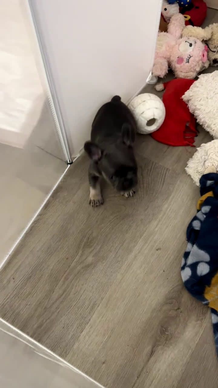 French Bulldog dogs for sale: French Bulldog Puppy 1 - Video 1