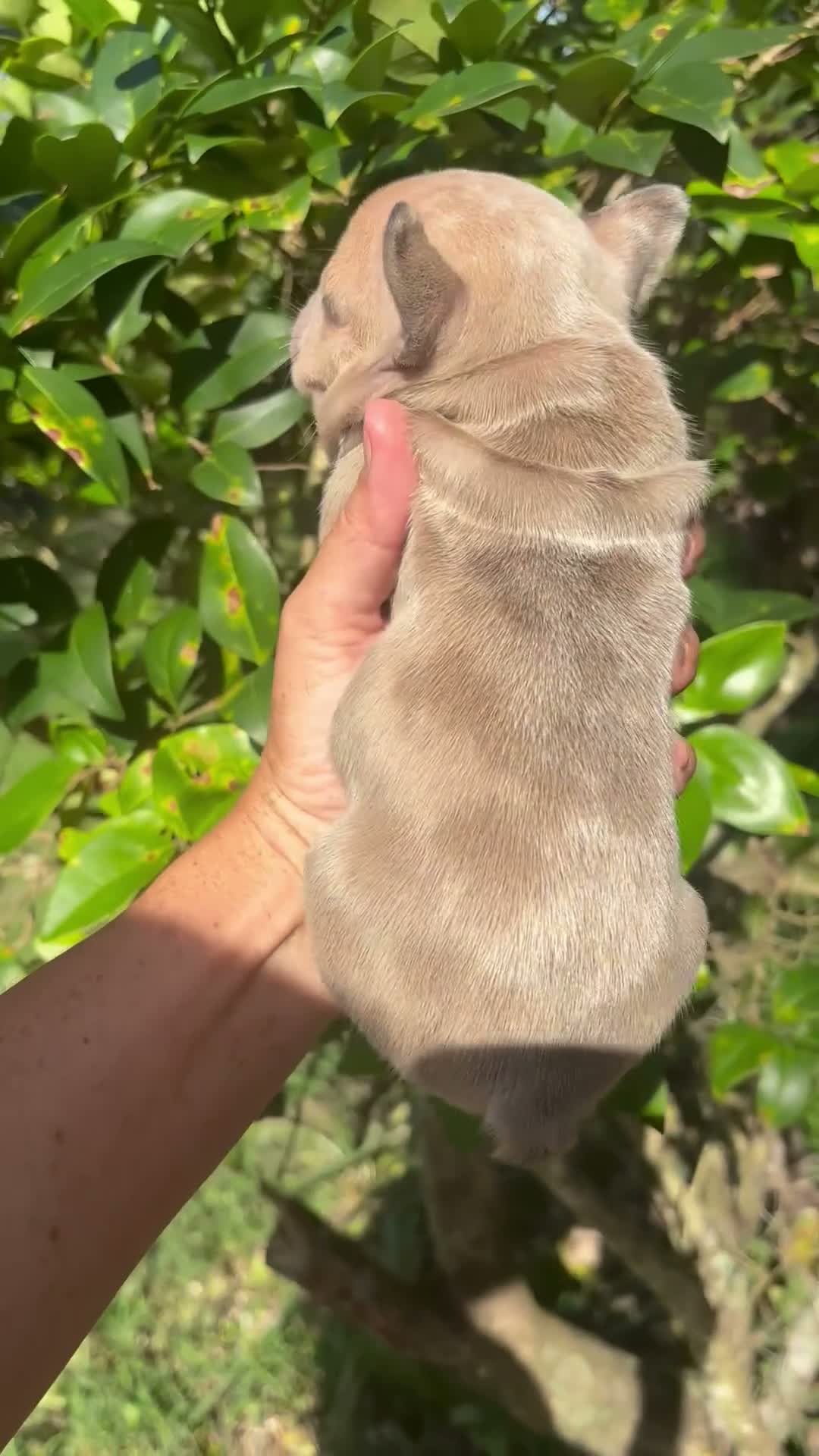 French Bulldog dogs for sale: Turbo - Video 1