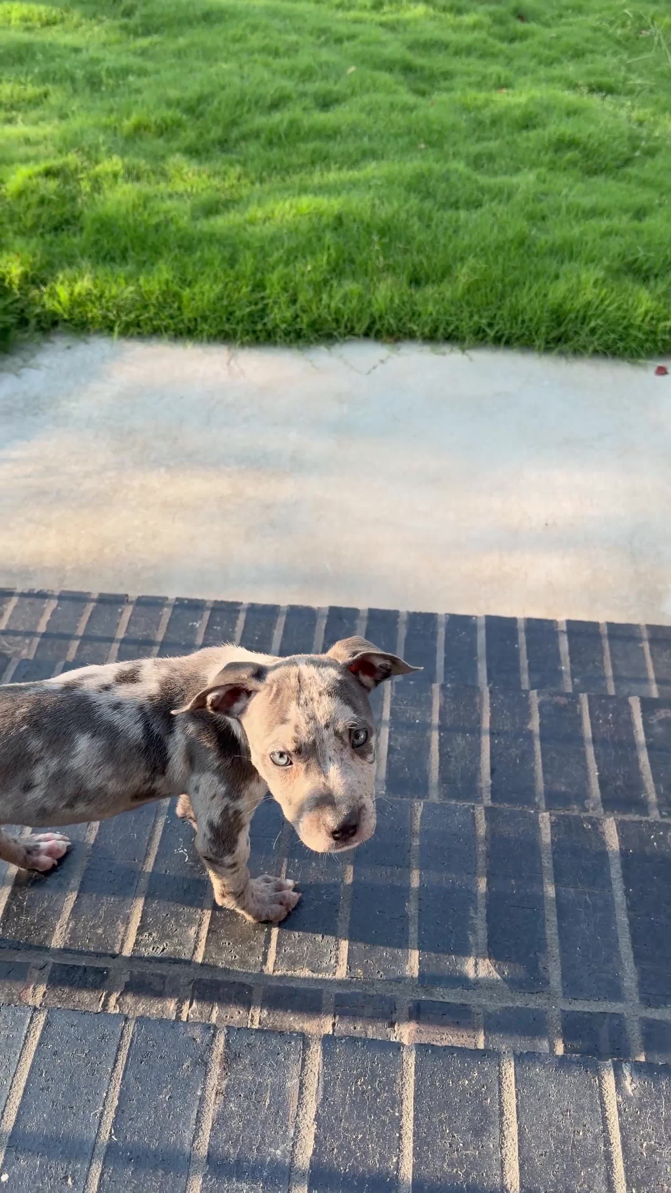 American Bully dogs for sale: Merle American Bully  - Video 1