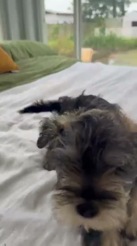 Miniature Schnauzer dogs for sale: Miniature Schnauzer 3 - Video 1