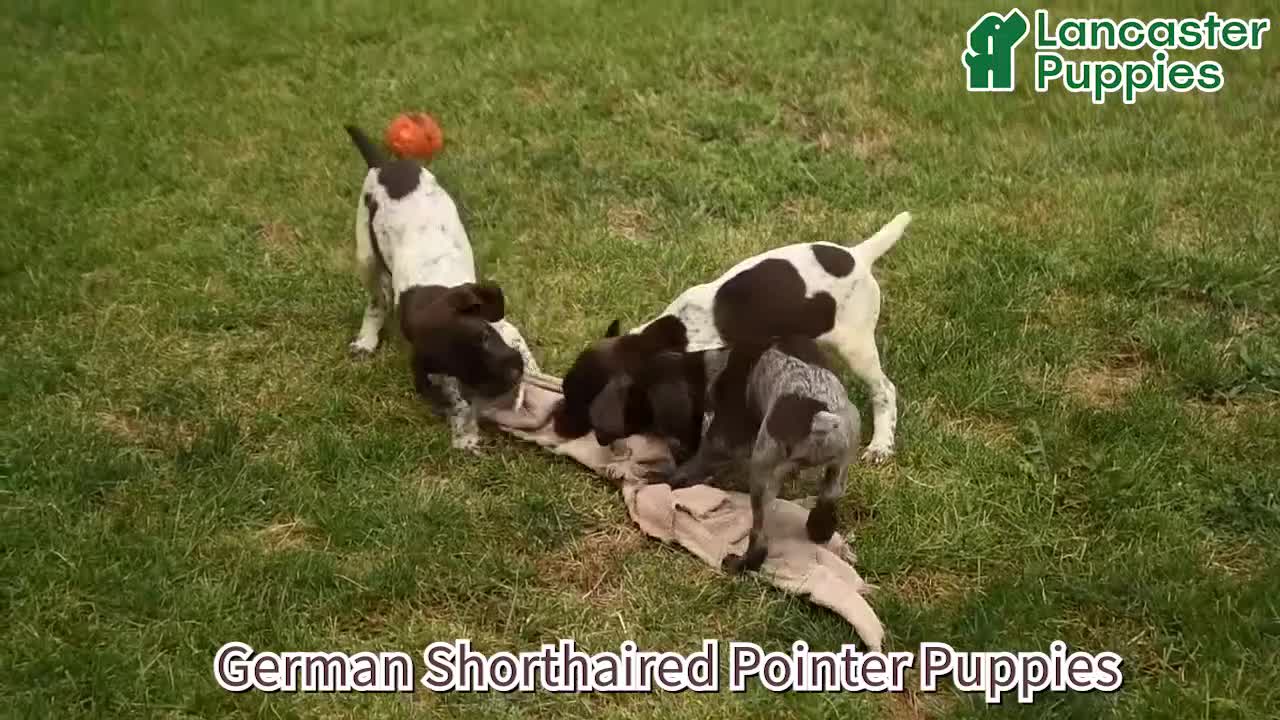 German Shorthaired Pointer dogs for sale: Drake - Video 1