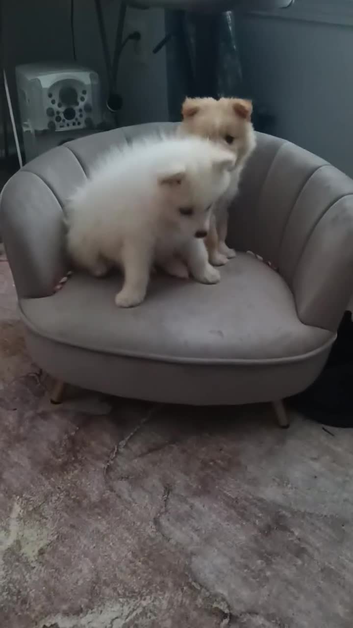 Pomeranian dogs for sale: Pomeranian Puppy 1 - Video 2