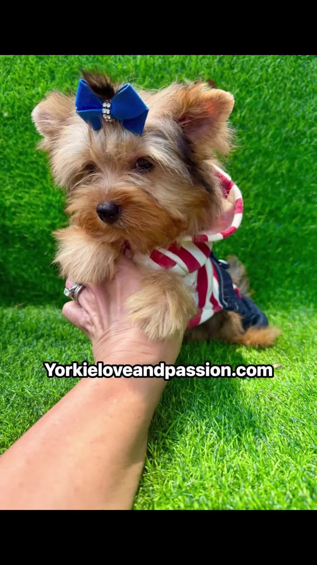Yorkshire Terrier dogs for sale: Blue Merle male  - Video 1