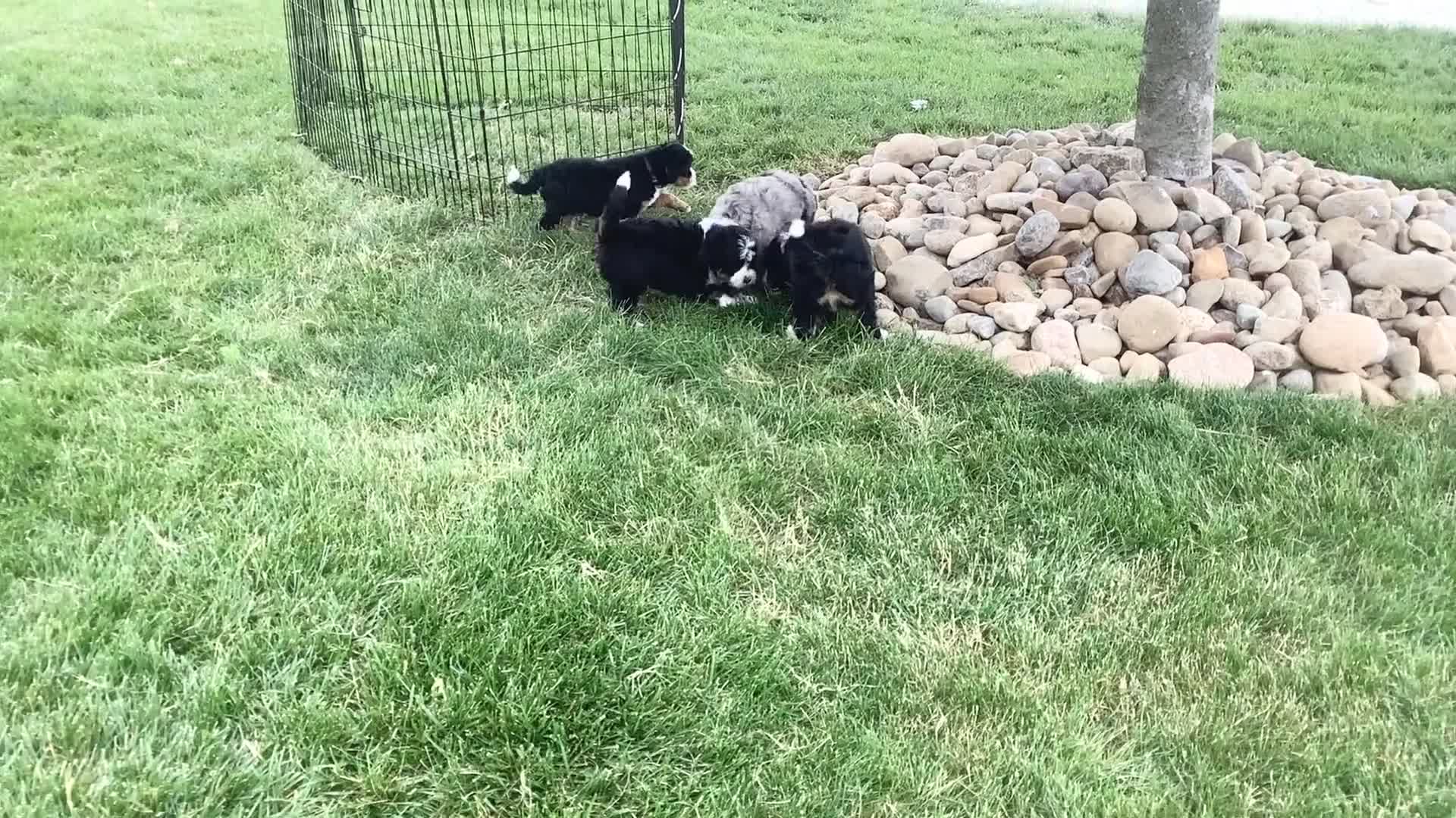 Mini Bernedoodle dogs for sale: Mini Bernedoodle Ranger - Video 1