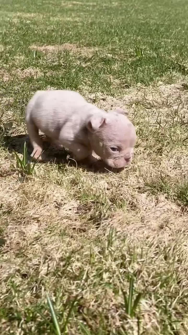 English Bulldog dogs for sale: Elio - Cleft Palate - Video 2