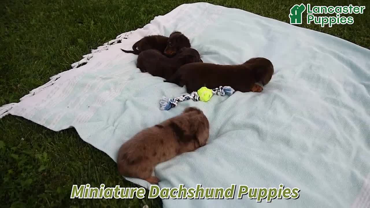 Miniature Dachshund dogs for sale: Dasher - Video 1