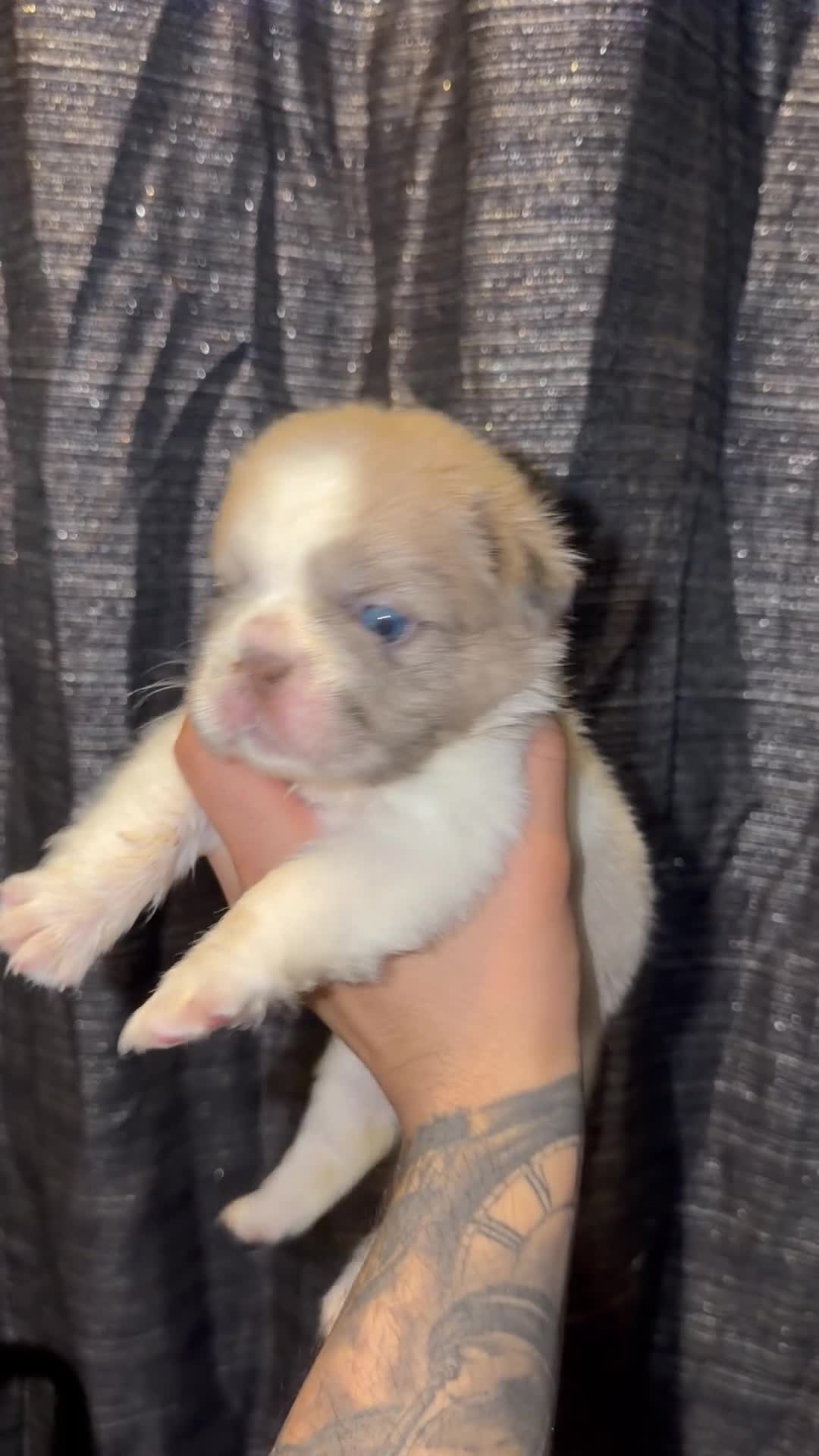 French Bulldog dogs for sale: Lola - Video 4