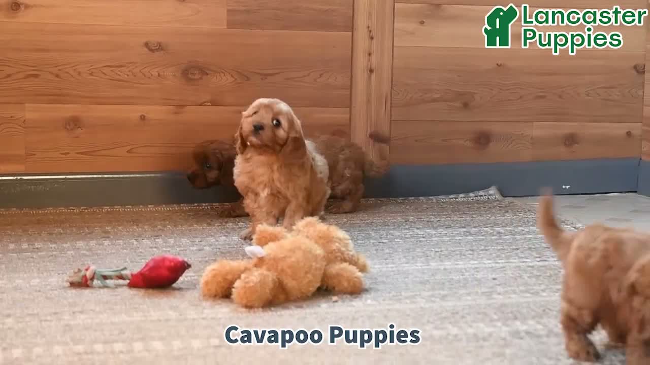 Cavapoo dogs for sale: Teddy - Video 1