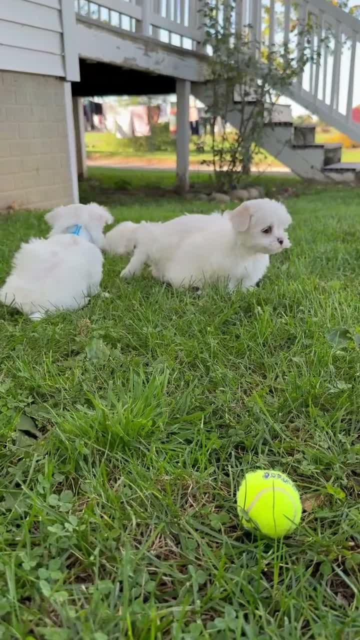 Maltese dogs for sale: Cooper - Video 1
