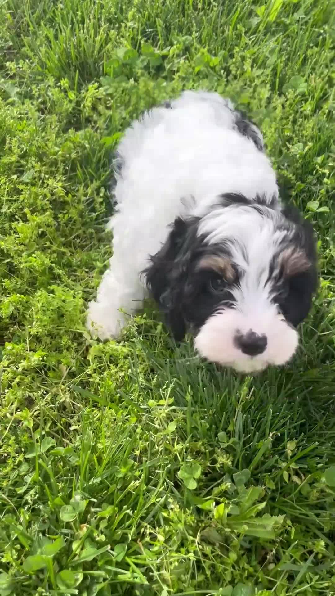 Cavapoo dogs for sale: Alex - Video 2