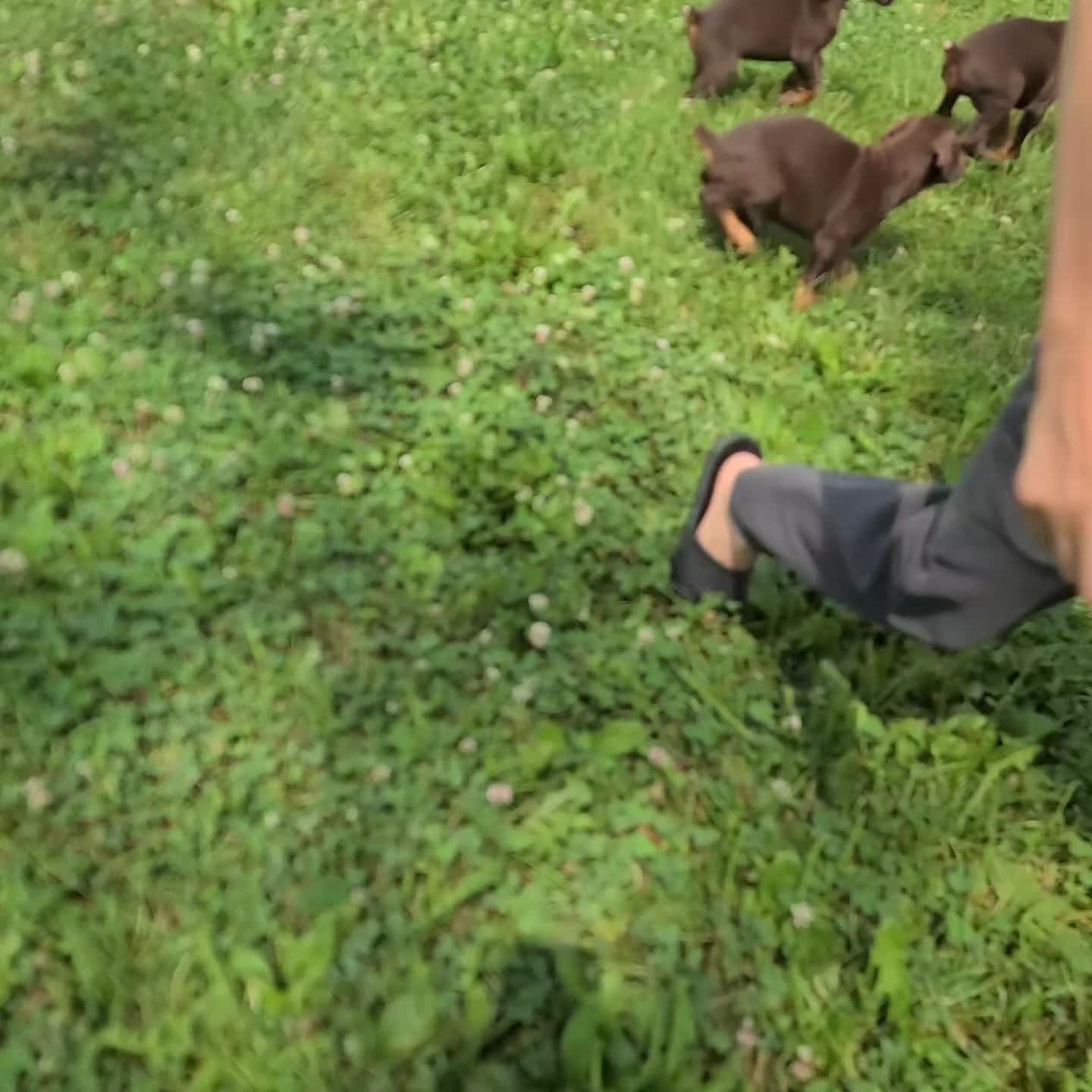 Doberman Pinscher dogs for sale: Hal - Video 2