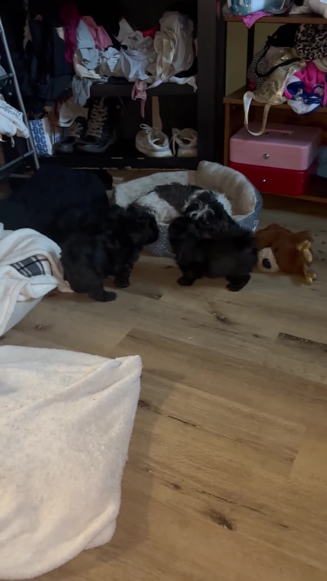 Shih Tzu dogs for sale: Shih Tzu Puppy 2 Kupkake - Video 6