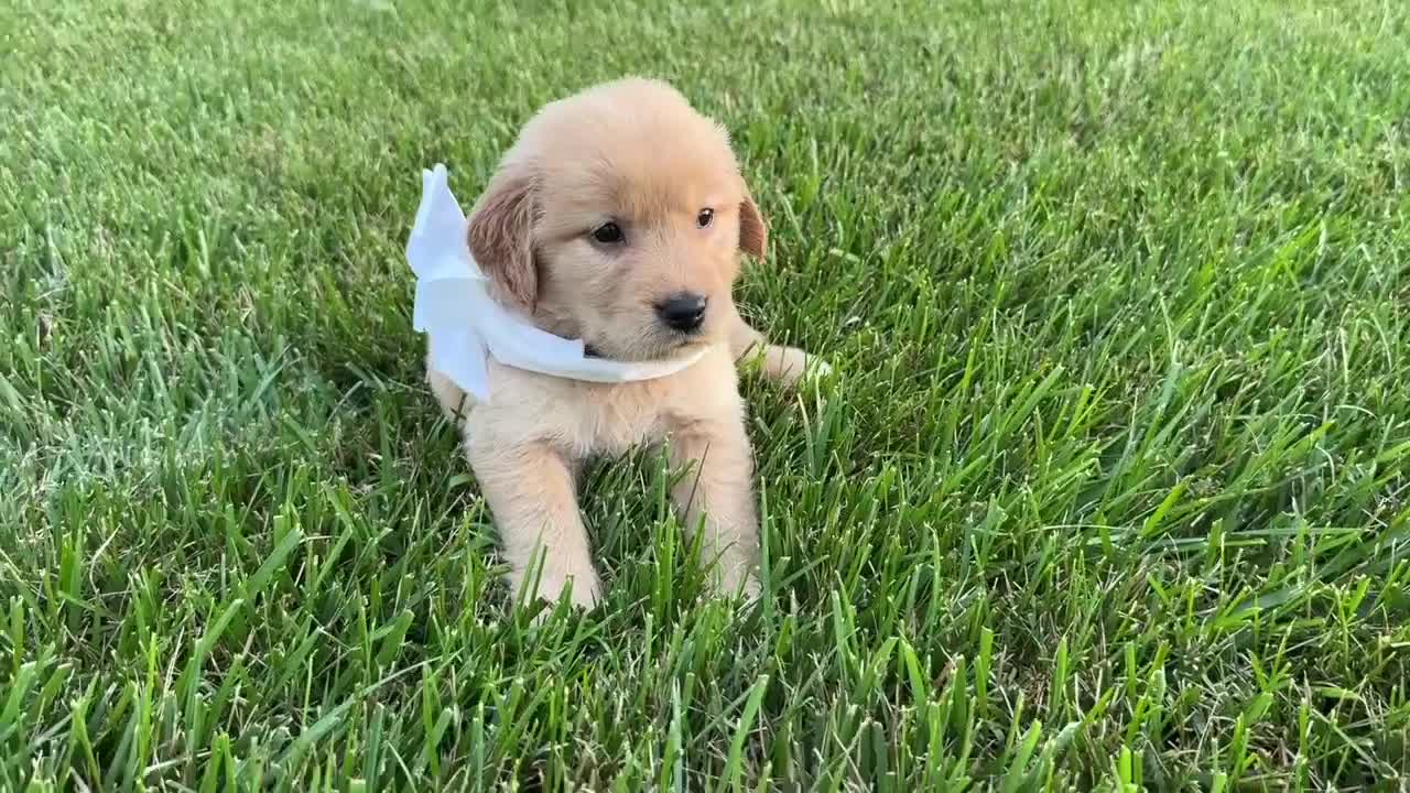 Golden Retriever dogs for sale: AKC Miss Luna Belle - Video 1