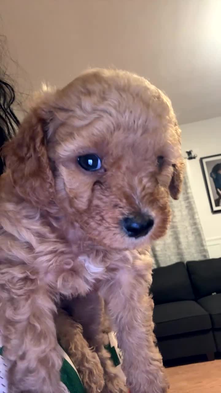Mini Goldendoodle dogs for sale: Toy poodle  - Video 3