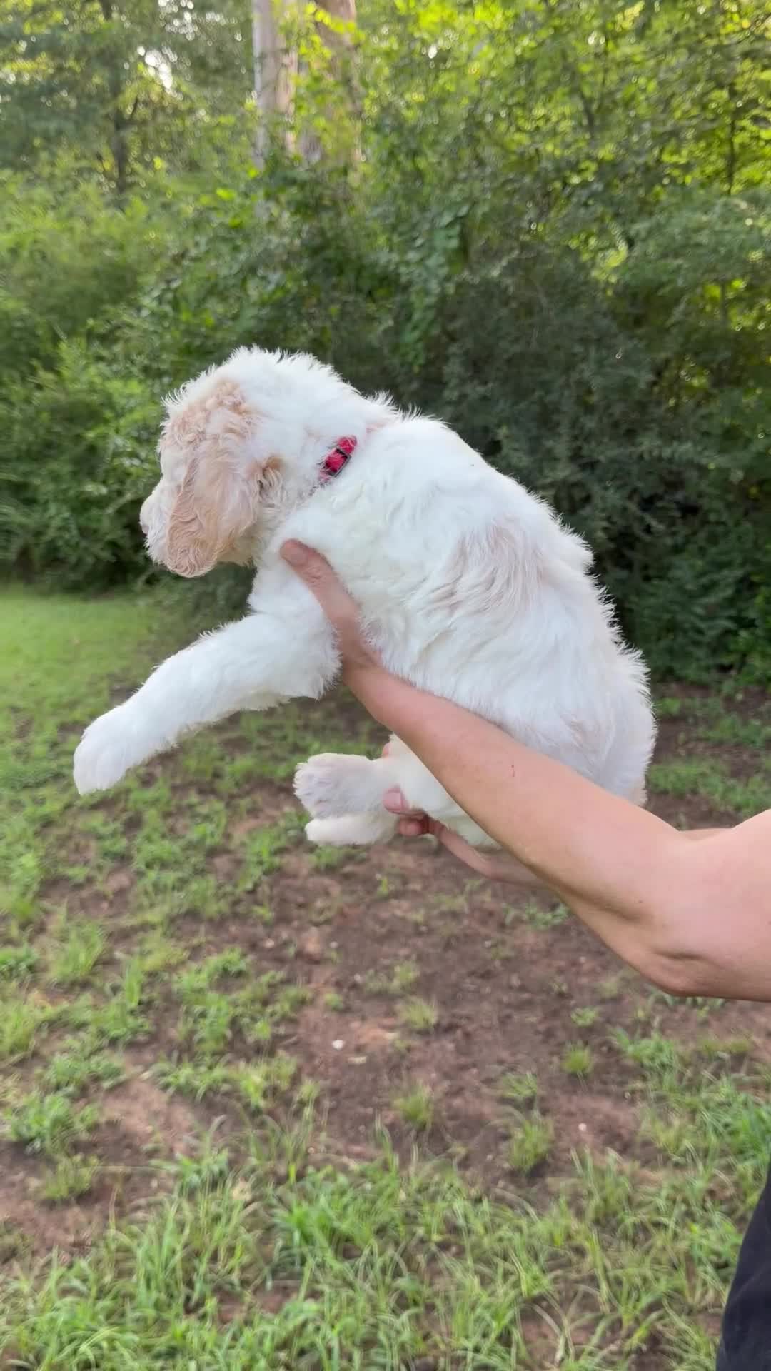 Mixed Breed dogs for sale: Trinity Golden Italiano Spinoni Doodle-Double doodle - Video 2