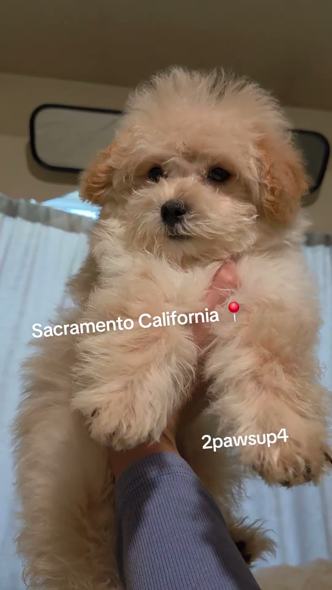 Maltipoo dogs for sale: Fluffy - Video 1