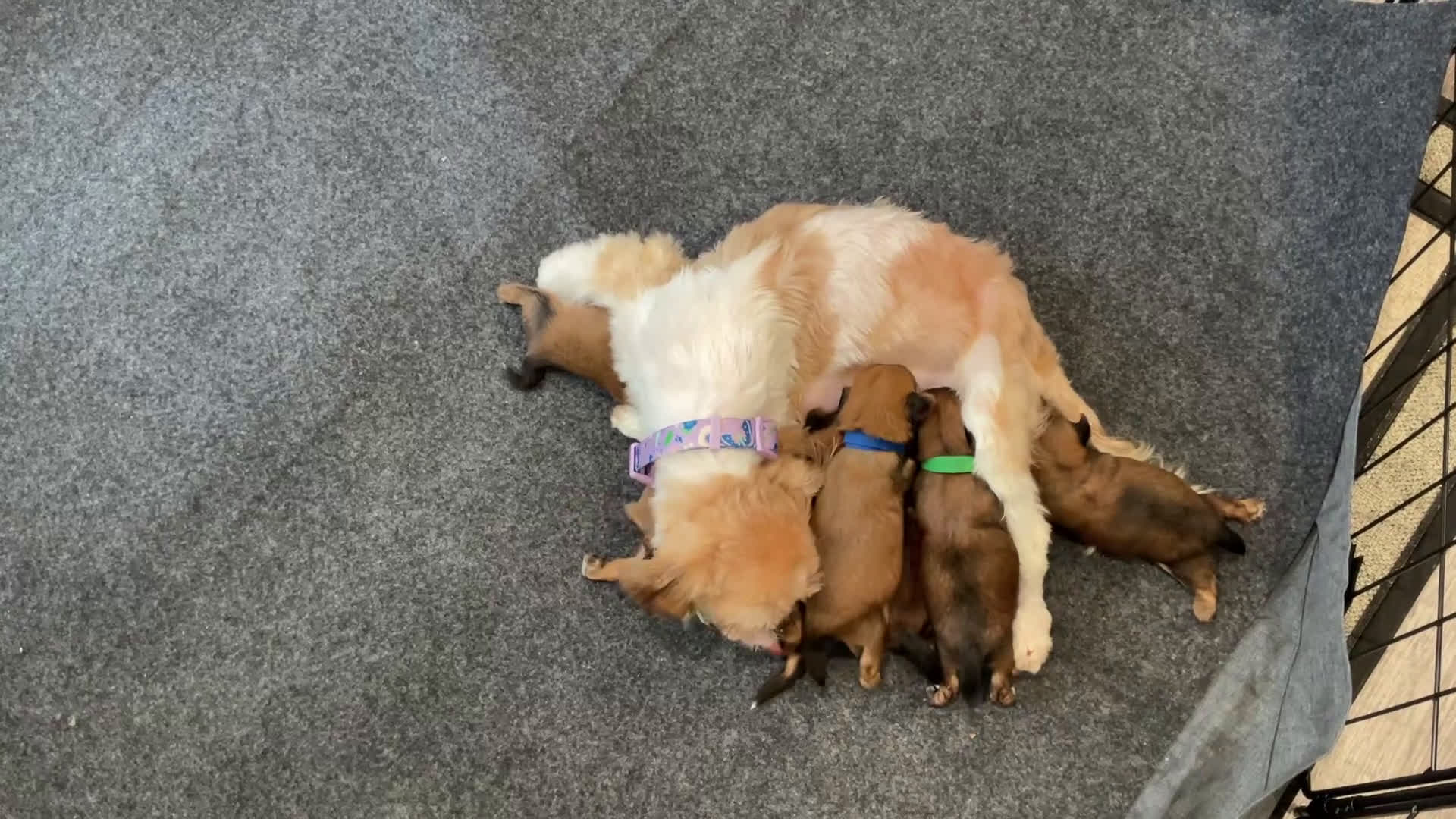 Shorkie dogs for sale: Mario - Video 2