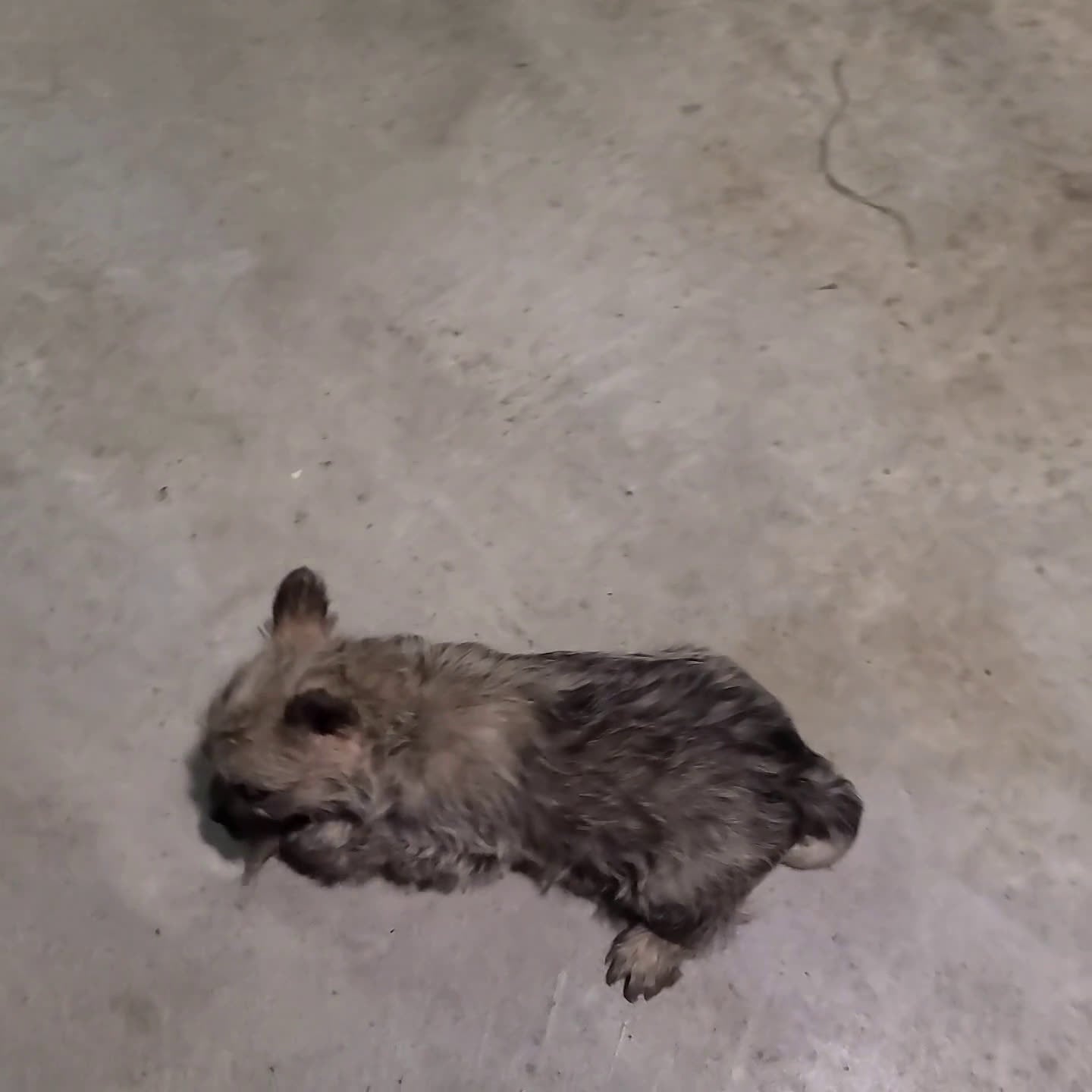 Cairn Terrier dogs for sale: Tristan - Video 1
