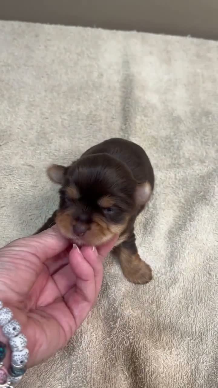 Yorkshire Terrier dogs for sale: Chocolate Meadow - Video 1