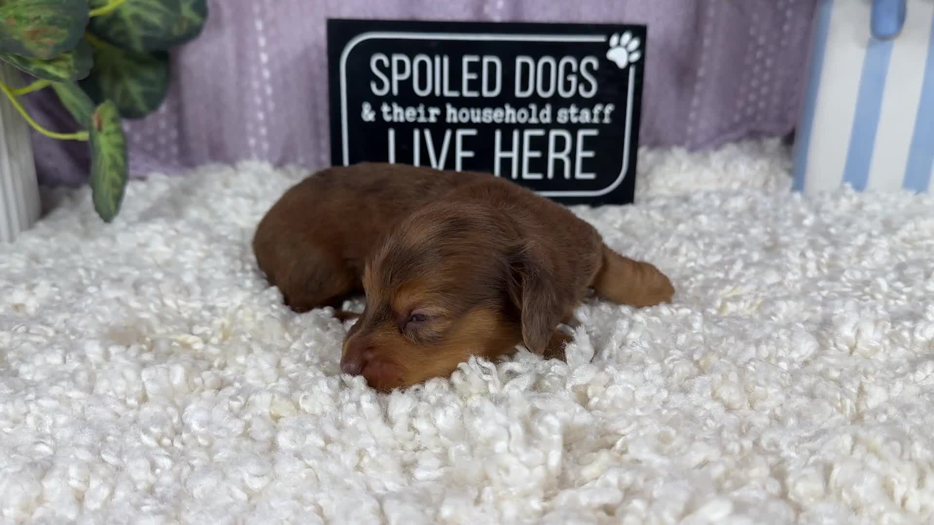 Miniature Dachshund dogs for sale: Miniature Dachshund 1 - Video 1