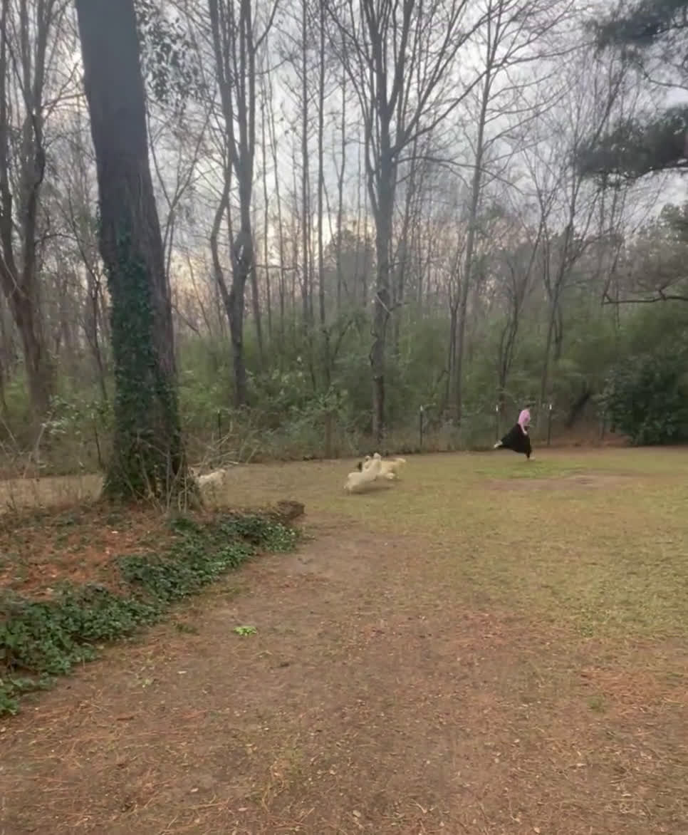 Yorkiepoo dogs for sale: Gidion - Video 1