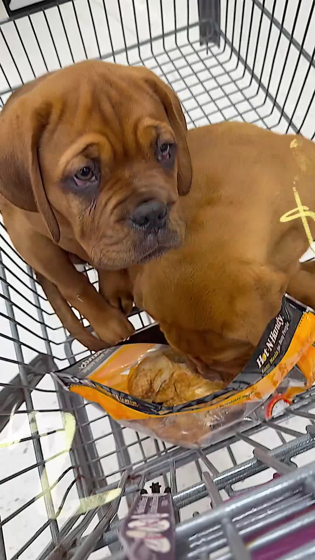 Dogue De Bordeaux dogs for sale: Dogue De Bordeaux 2 - Video 1