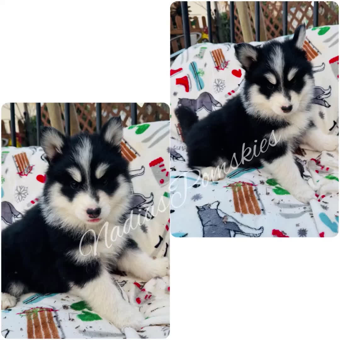Pomsky dogs for sale: Pomsky Girl Gray/Black/White - Video 1