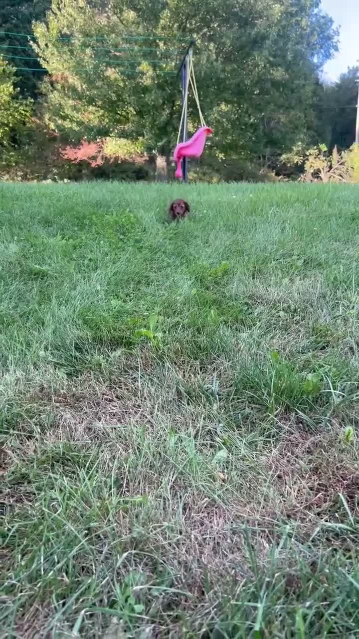 Miniature Dachshund dogs for sale: Tula  - Video 1
